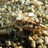 A grasshopper sits well camouflaged between pebbles. (Author: Pierre Joubert)