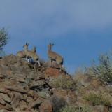 A family of Duikers on Blesberg. (Author: Pierre Joubert)