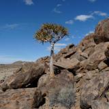 Quiver tree. (Author: Pierre Joubert)