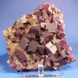 Fluorite
Denton Mine, Hardin County, Illinois, USA
13 x 12.7 x 3.3 cm
Raspberry fluorite on fluorite matrix (Author: Don Lum)