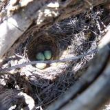 A wild canary nest amongst a dry bush on the rocks. (Author: Pierre Joubert)