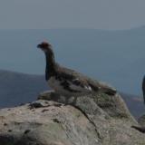 Not the ’Famous Grouse’ - this is the infamous ptarmigan! Brown in summer and white in winter, this fine fellow appears to be in full breeding plumage. I think that’s why he was standing his ground - you don’t normally get this close to them, even with a zoom lens. (Author: Mike Wood)