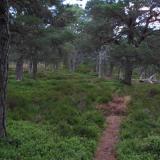 The footpath weaves through a carpet of bilberry (blueberry) and heather between the Caledonian Pines. A remnant of the ancient forest which once was far more extensive than it is today. (Author: Mike Wood)