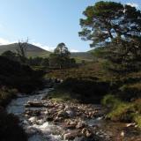 And the scenery is nice. These Scots Pine trees (Caledonian Pines) are one of my favourite tree species. (Author: Mike Wood)