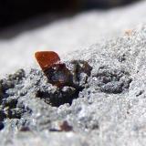 BiotitaCosta de Los Llanos de Aridane, Valle de Aridane, La Palma, Provincia de Santa Cruz de Tenerife, Canarias, España3mm (Autor: canada)