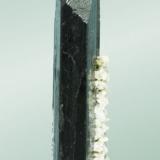 Ferberita
Panasqueira (Aldeia de São Francisco de Assis), Covilhã, Castelo Branco, Cova da Beira, Centro (reg.), Portugal.
8,5x2,3x1,4 cm.
Visión lateral del ejemplar anterior (Autor: Carles Curto)