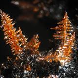 Oxyplumboroméita
Letmathe, Iserlohn, Sauerland, North Rhine-Westphalia, Alemania
fov 2.2 mm (Autor: Rewitzer Christian)