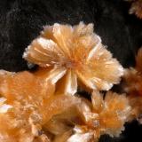 Pokrovskita
Cantera Huber, Winklarn, Oberviechtach, Oberpfälzer Wald, Upper Palatinate, Bavaria, Alemania
fov 2 mm (Autor: Rewitzer Christian)