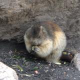 Even this marmot looks disgusted.

I photographed this ’round the back of the Courvercle Hut, it was squatting on the ashes-pile eating some bits of onion that someone had thrown there. Kind of ironic that in the previous two weeks (’doing’ the Tour du Mont-Blanc) I never got anything like this close to a marmot. Now here is one, large as life and less than two metres away, sitting on a rubbish heap. (Author: Mike Wood)