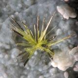 Jamborite/Millerite
La Gallega Mine, Ojén, Málaga, Andalusia, Spain
fov 1.5 mm
mined in 2013 (Author: Rewitzer Christian)