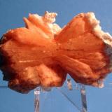 Stilbite, Laumontite
Mahodari Quarry, near Nasik, Maharashtra State, India
7 x 4 cm
Red Full Bow Tie Stilbite (Author: Don Lum)