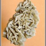 Sand Selenite  Gypsum (Var: Selenite)
Chihuahua, Mexico
8*4 cm (Author: h.abbasi)