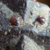 Estaurolita, Mica, Granate (Almandino)
Cañón Hondo, Taos, Nuevo Mexico, USA
1,5 x 1 cm.

Detalle (Autor: javier ruiz martin)