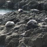 At least the local seals were happy. Seemed a shame to disturb them by making a noise, so I didn’t.
 There wasn’t much to collect anyway, and time is very limited at this locality because of the tide.
 As the saying goes - ’time and tide wait for no-one’. (Author: Mike Wood)