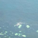 Duirinish, Isle of Skye, Scotland
Hopefully the zoom function will allow a closer look at the Basking Shark - can you see it near the edge of the rocks?
 Photo taken from the cliff-top about 180m high. Only had a 3x zoom on that camera at that time.. (Author: Mike Wood)