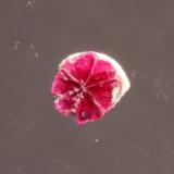 Corundum var. ruby
Mogok, Burma
4.5 x 4.5 mm
Ruby trapiche (Author: Don Lum)