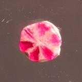 Corundum var. ruby
Mogok, Burma
5 x 4.5 mm
Ruby trapiche (Author: Don Lum)