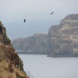 Loch Diubaig, near Greshornish, Isle of Skye, Scotland
Pair of sea - eagles. Photo taken April 2014; M.Wood. (Author: Mike Wood)