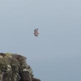 Loch Diubaig, near Greshornish, Isle of Skye, Scotland
One of a pair of sea - eagles.
M.Wood April 2014. (Author: Mike Wood)