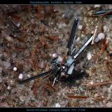 Pseudobrookita - Enstatita - Sanidina - Ópalo
Canteras de la Aljorra, Cerro de la Cabezuela, La Aljorra, Cartagena, Murcia, España
15mm
InetProspection -  la exploración en el 2014 (Autor: pfont)