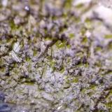 Clinozoisita
Massís del Montseny, Barcelona, Catalunya, España
Ancho de imagen 5 mm
Detalle de cristales de clinozoisita sobre cuarzo. (Autor: Cristalino)