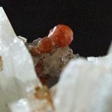 Mimetite (Var Campylite) on Baryte.
Dry Gill, Caldbeck Fells, Cumbria, England, UK.
Campylite to 4 mm (Author: nurbo)