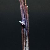 Chalcocite, Djurleite
Tongshankou Mine, Daye County, Huangshi, Hubei, China
5.7 x  1.0 cm
Chalcocite, Djurleite coated by Chalcopyrite

Illustrated in Lapis, May 2014, page 31 (Author: Don Lum)