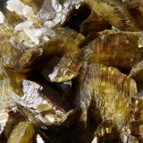 SideritaMorro Velho Mine, Nova Lima, Belo Horizonte, Minas Gerais, Brazil10x9 cm (Autor: nerofis2)