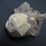 LeucitaOrchi, Conca della Campania, Complejo volcánico Roccamonfina, Provincia Caserta, Campania, Italia5 x 5 cm. (Autor: prcantos)