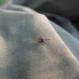 Deer Tick 4mm long
A large deer tick from Arran. The big ones are easy to see, but the small ones are not, and can be <0.5mm long. (Author: Mike Wood)