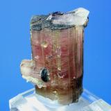 Tourmaline, QuartzPyingyi Taung, Male, Letpanhla, Singu, Distrito Pyin-Oo-Lwin, Región Mandalay (División Mandalay), Myanmar (Burma)4.2 x 3.5 cm (Author: Don Lum)