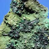 Atacamite<br />Copiapó Province, Atacama Region, Chile<br />9.5 x 6.7 cm<br /> (Author: Don Lum)