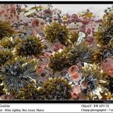Goethite, erythriteMina Aghbar (Mina Arhbar), Distrito minero Bou Azzer, Provincia Zagora, Región Drâa-Tafilalet, Marruecos7 mm (Author: ploum)