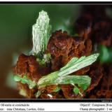 Olivenite and conichalciteMina Christiana, Minas Kamariza, Agios Konstantinos, Distrito minero Lavrion, Prefectura Attikí (Attica), Greciafov 2 mm (Author: ploum)