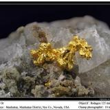Gold<br />Manhattan, Manhattan District, Nye County, Nevada, USA<br />fov 10 mm<br /> (Author: ploum)