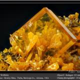 Wulfenite<br />Rowley Mine, Theba, Painted Rock District, Painted Rock Mountains, Maricopa County, Arizona, USA<br /><br /> (Author: ploum)