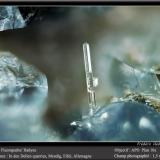 Fluorapatite (Apatite Group) and HaüyneCanteras In den Dellen, Niedermendig, Mendig, Distrito Mayen-Koblenz, Eifel, Renania-Palatinado/Rheinland-Pfalz, Alemaniafov 1.5 mm (Author: ploum)