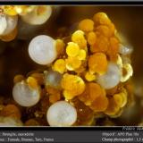 Strengite and Cacoxenite<br />Fumade, Castelnau-de-Brassac, Tarn, Occitanie, France<br />fov 1.5 mm<br /> (Author: ploum)