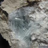 Celestina<br />Costa de l'Aguda, Torà , Comarca Solsonès, Lérida / Lleida, Cataluña / Catalunya, España<br />70x50 mm<br /> (Autor: Ignacio)