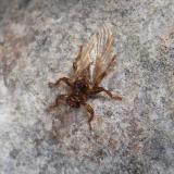 Stonefly, 6mm long, from NW Scotland. They are abundant in some places, in the month of September. (Author: Mike Wood)