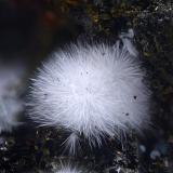 CanavesitaBrosso Mine, Cálea, Léssolo, Canavese District, Metropolitan City of Turin Province, Piedmont (Piemonte), ItalyCampo de visión 2,8 mm (Autor: Juan Miguel)