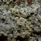 Chabazita (variedad facolita) y Esmectita (Grupo)Montaña Blanca-Pueblo de Agaete, Agaete, Gran Canaria, Las Palmas Province, Canary Islands, SpainAncho de imagen 2 cm (Autor: María Jesús M.)