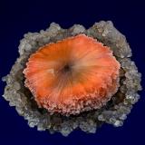 Scolecite, Quartz (var. chalcedony)Chandanapuri, Samgamner, Distrito Ahmadnagar, Maharashtra, India4.8 x 4.2 cm (Author: am mizunaka)