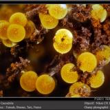 Cacoxenite<br />Fumade, Castelnau-de-Brassac, Tarn, Occitanie, France<br />fov 1.8 mm<br /> (Author: ploum)