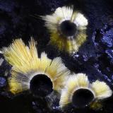 CacoxenitaWilson Springs (Potash Sulfur Springs), Garland County, Arkansas, USACampo de visión 2,2 mm. (Autor: Juan Miguel)