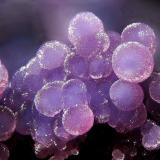 PhosphosideritaFolgosinho, Gouveia, Guarda District, Centro Region, Portugalfov 2.2 mm (Autor: Rewitzer Christian)