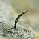 PlataMina Balcoll, Falset, Comarca Priorat, Tarragona, Cataluña / Catalunya, EspañaCampo de visión de 4 mm. (Autor: Antonio Carmona)
