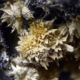 CacoxenitaDavid Mine, Hirschberg, Warstein, Sauerland, North Rhine-Westphalia/Nordrhein-Westfalen, GermanyCampo de visión 2,2 mm. (Autor: Juan Miguel)