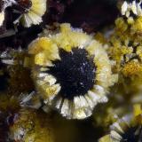 CacoxenitaLa Lande Quarry, Plumelin, Pontivy, Morbihan, Brittany/Bretagne, FranceCampo de visión 1 mm. (Autor: Juan Miguel)
