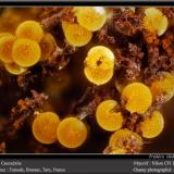 Cacoxenite<br />Fumade, Castelnau-de-Brassac, Tarn, Occitanie, France<br />fov 1.8 mm<br /> (Author: ploum)